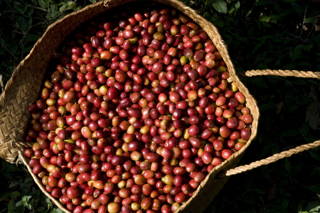 Kaffeekirschen Kaffeekirschen im Technoserve, Aethiopien