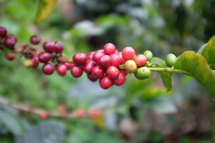Die Farbentwicklung von Kaffeekirschen Kaffeebohnen