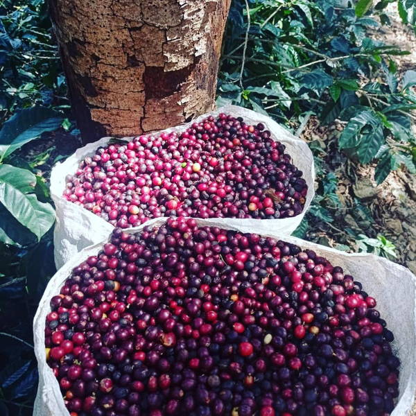 Säcke voll Kaffeekirschen, Abuelos Cafe, Costa Rica