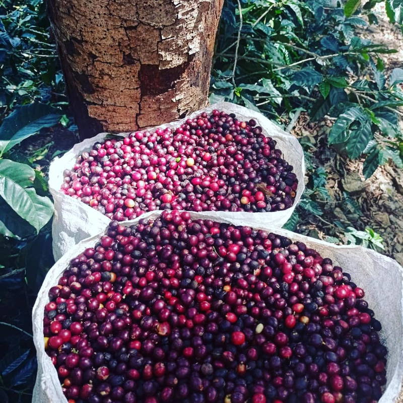 Säcke voll Kaffeekirschen, Abuelos Cafe, Costa Rica