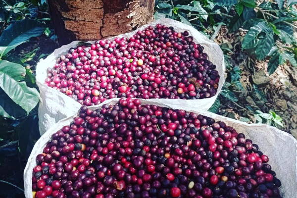  Bags of Cherries, Abuelos Cafe, Costa Rica