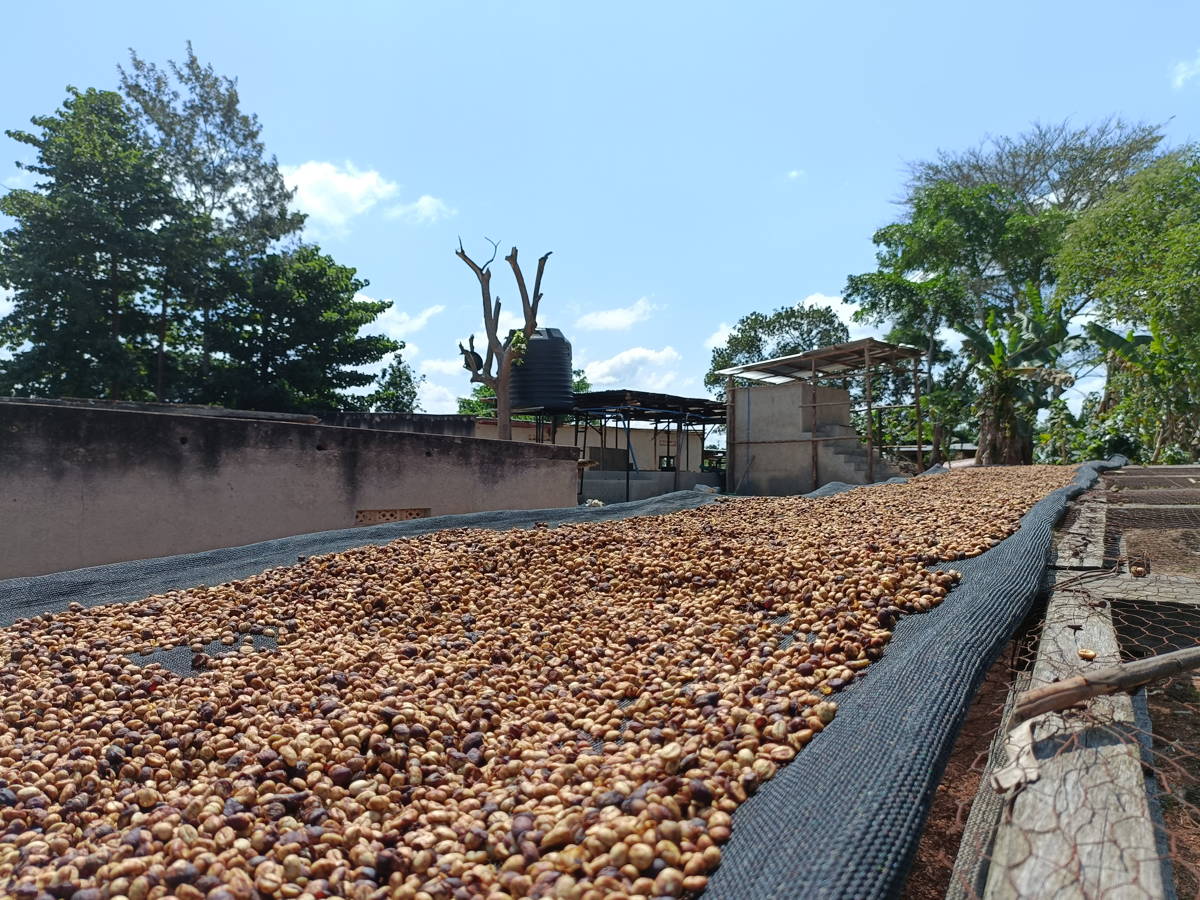 Stephan Katongoles Robusta wird getrocknet Stephan Katongoles Robusta wird getrocknet