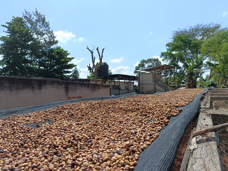 Stephan Katongoles Robusta wird getrocknet