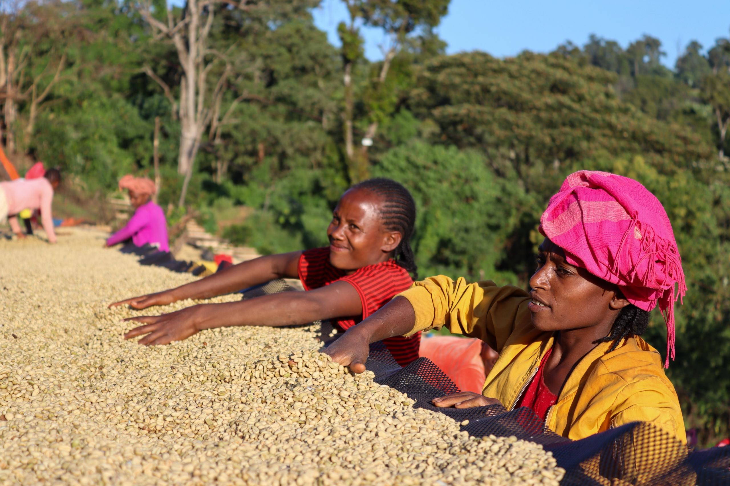 Coffee farmers sorting beans at Dimtu Farm, Ethiopia 2025