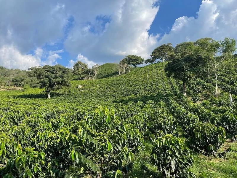 Kaffeeanbau auf der Finca Cafetera Valparaíso in La Vega, Kolumbien