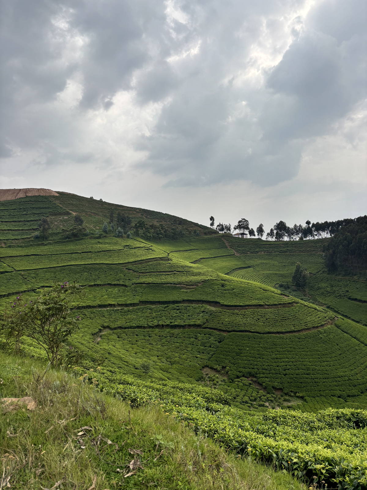 Kaffeefarm in Ruanda 2026