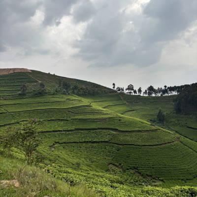 Coffee farm in Rwanda 2026