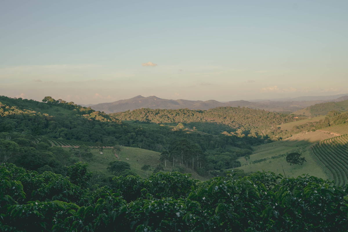 Kaffeeland Brasilien