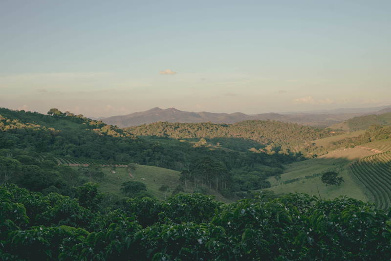 Kaffeeland Brasilien