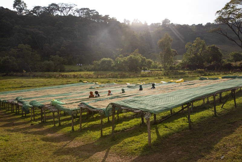 Kaffeefarmer:innen Äthiopien 2024