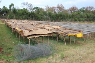 Drying Beds In der Yirgacheffe Region