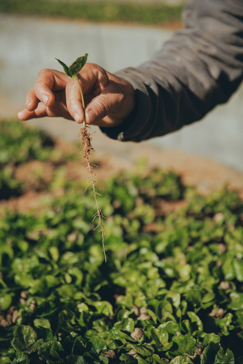 Setzling einer Kaffeepflanze bei Daterra 2025