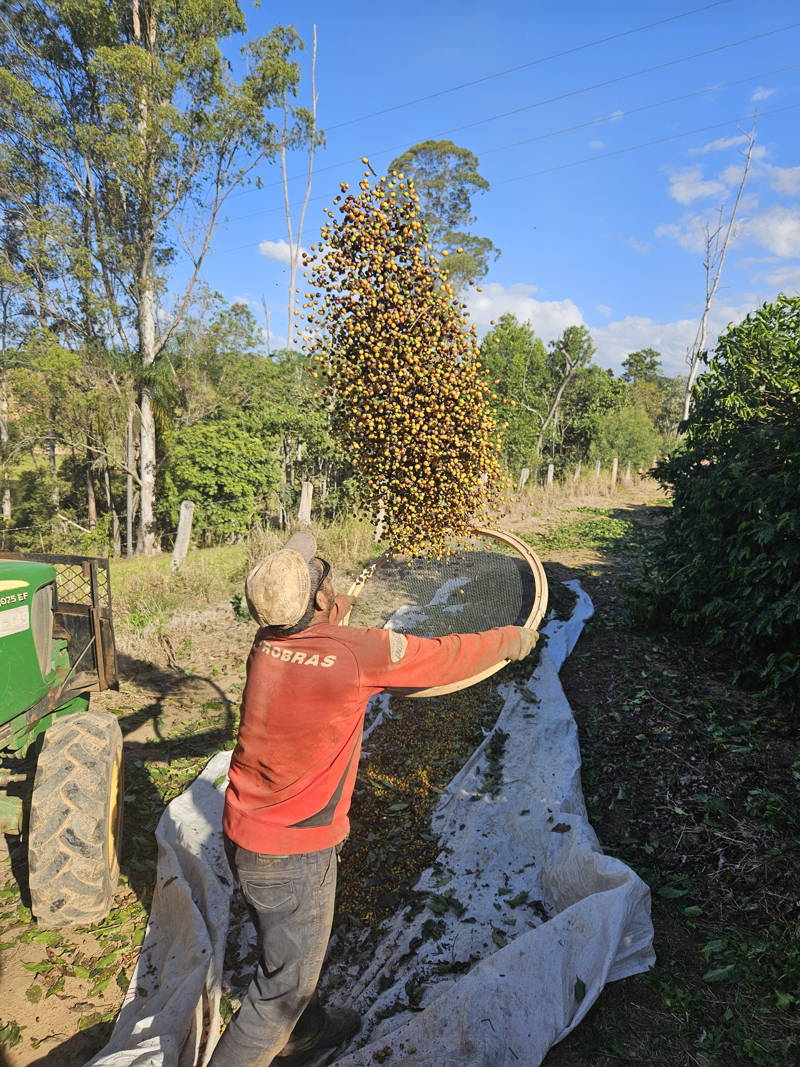 Kaffeefarmer und Kaffeekirschen, Monte Alegre 2025
