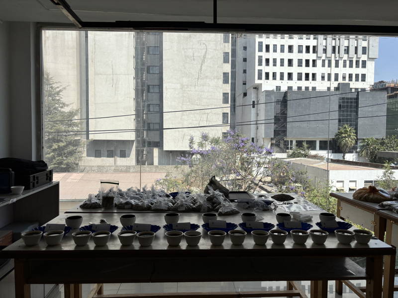 Kaffeetassen aufgereiht für Cupping neuer Sorten in Äthiopien