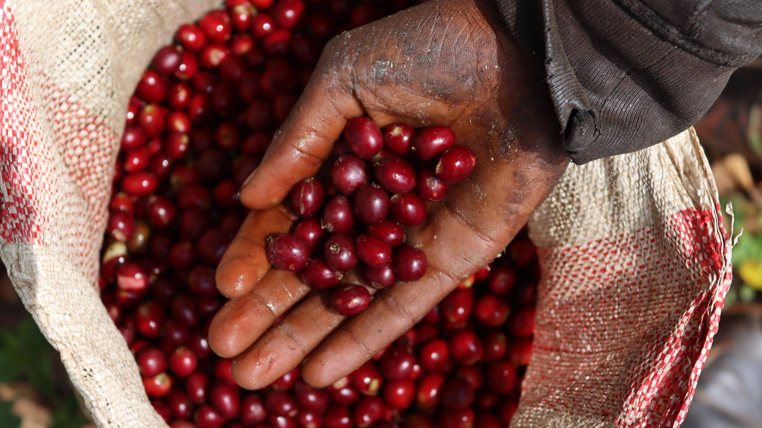 Coffee cherries at Dimtu Farm, Ethiopia 2025