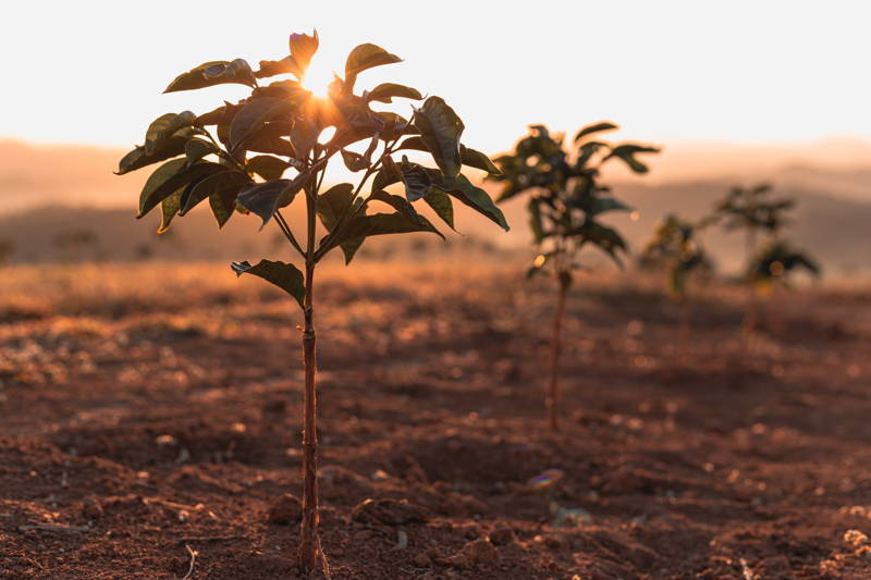 Kaffeepflanze Brasilien