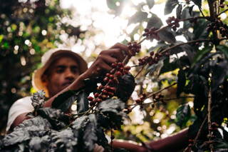 Ernte der Kaffeekirsche Ernte der Kaffeekirsche