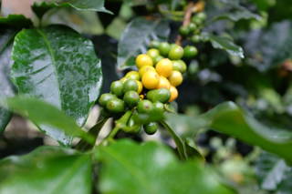 Coffeecircle_Reise_Kolumbien_Fieldtrip_3_238.JPG Kaffeekirsche Kolumbien