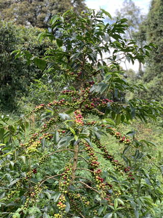 Origin Trip 2019: Coffee Circle in Äthiopien
