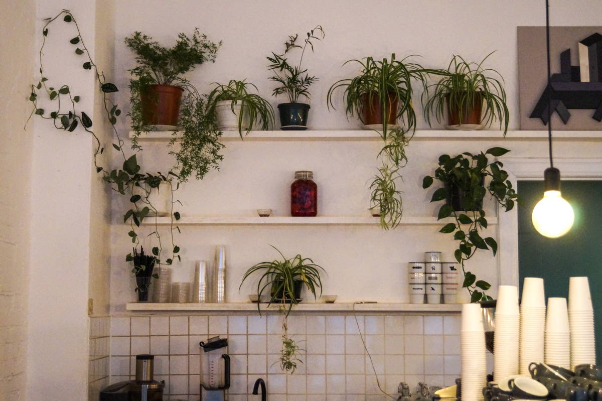 Die Pflanzen im Home