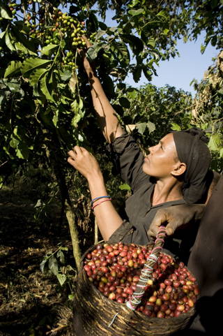 Kaffeeanbauregion Äthiopien Coffee Circle reist nach Äthiopien