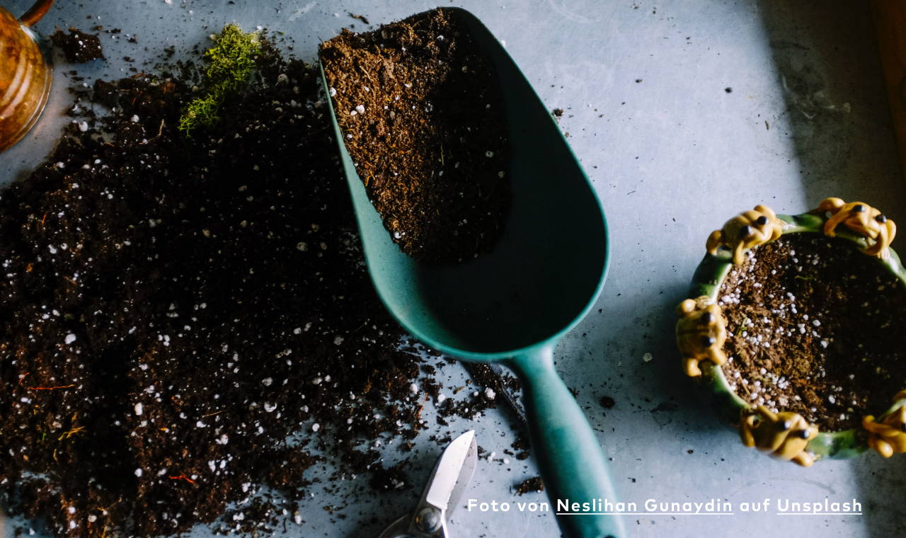 Gerüchteküche: Kaffeesatz ist der beste Gartendünger