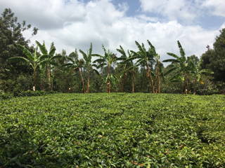 In der Natur In Kenia