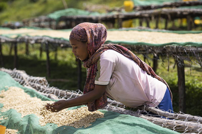 Äthiopien 2024, Kaffeefarmerin