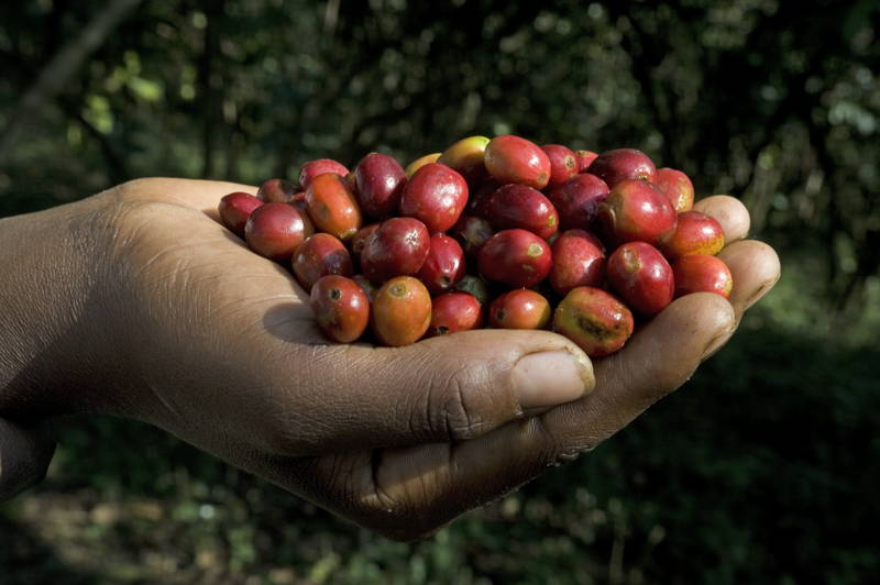 Kaffeeernte in Äthiopien