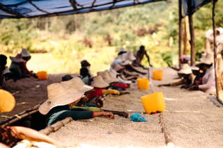 In Sediloya an den Drying Beds Der Rohkaffee