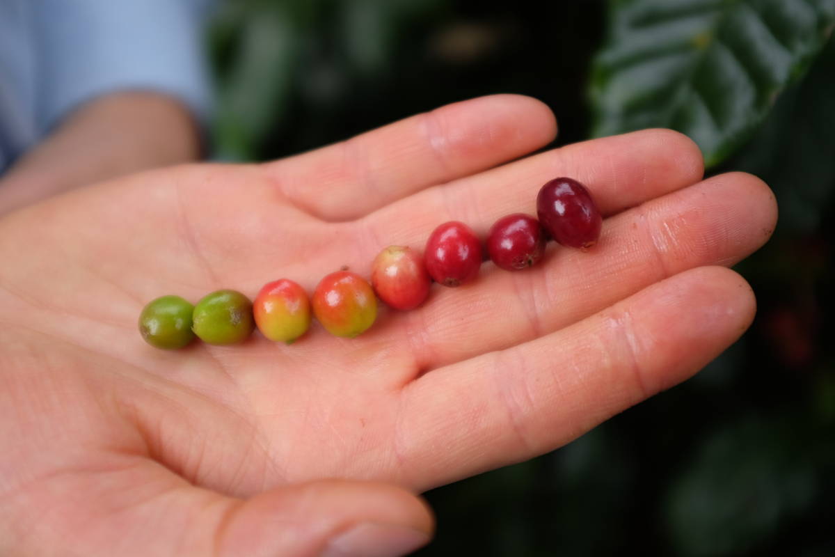 Kaffeekirsche Kolumbien