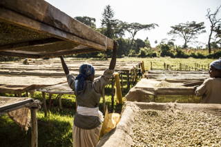 Arbeit an den Drying Beds Coffee Circle Reise nach Äthiopien