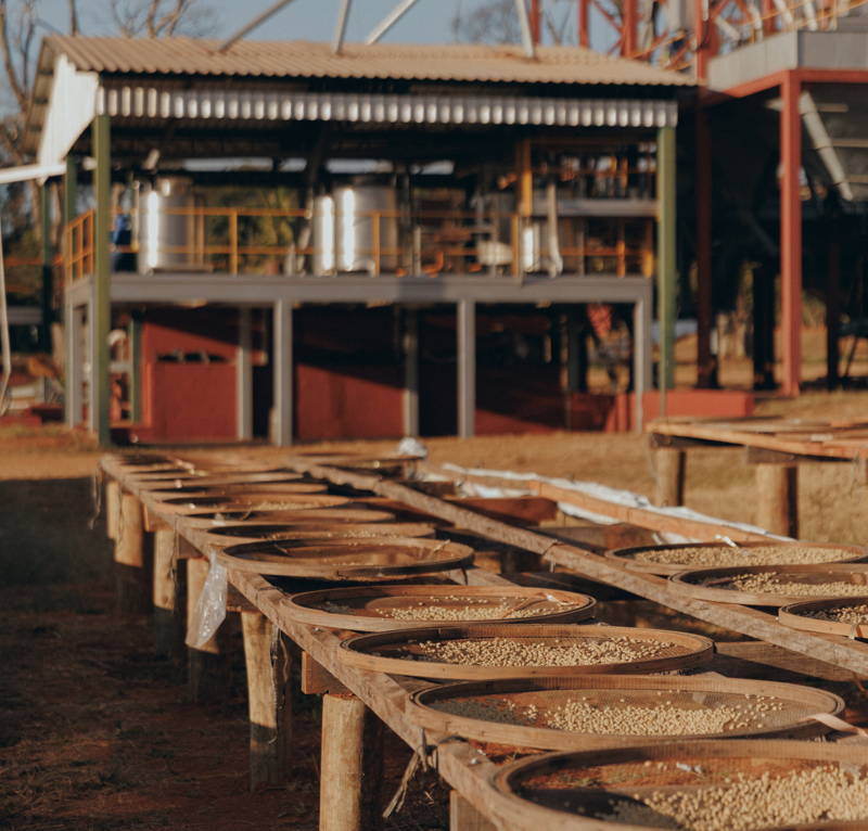 Kaffeekirschen, Daterra 2025