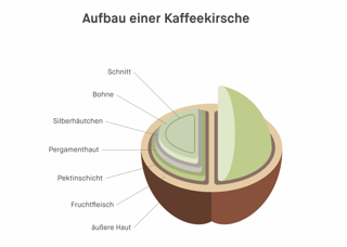Kaffeekirsche Aufbau der Kaffeekirsche