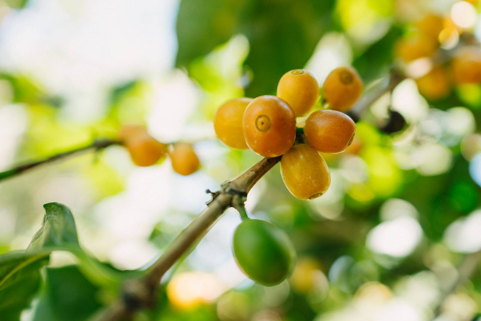 Guatemala Origin