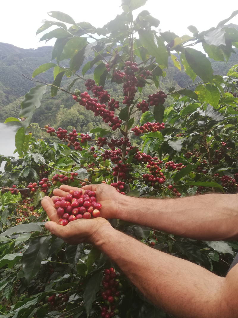 Kaffeekirschen, Abuelos Cafe, Costa Rica
