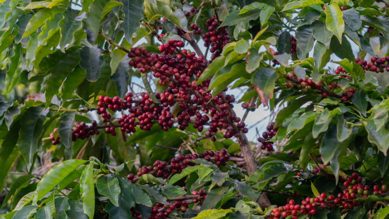Kaffeekirschen bei APAS