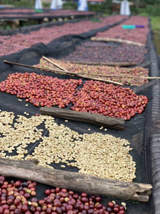 Origin Trip 2019: Coffee Circle in Äthiopien