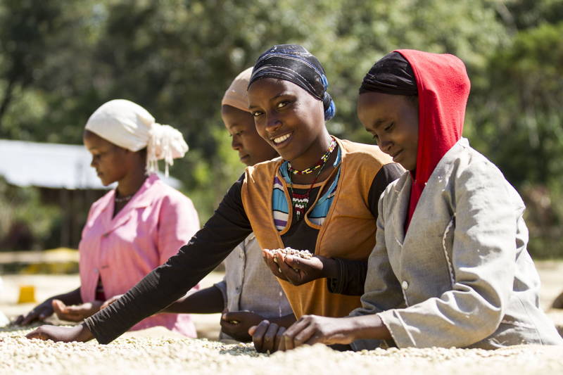 Kaffeeanbau Äthiopien