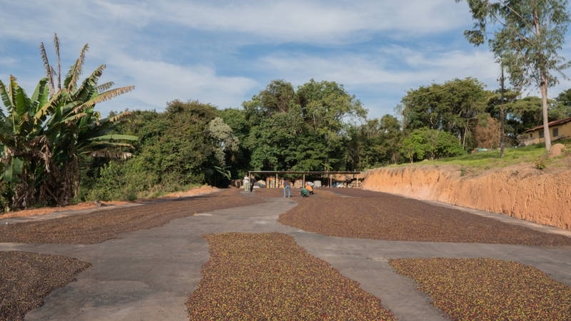 Drying coffee cherries at APAS 2025