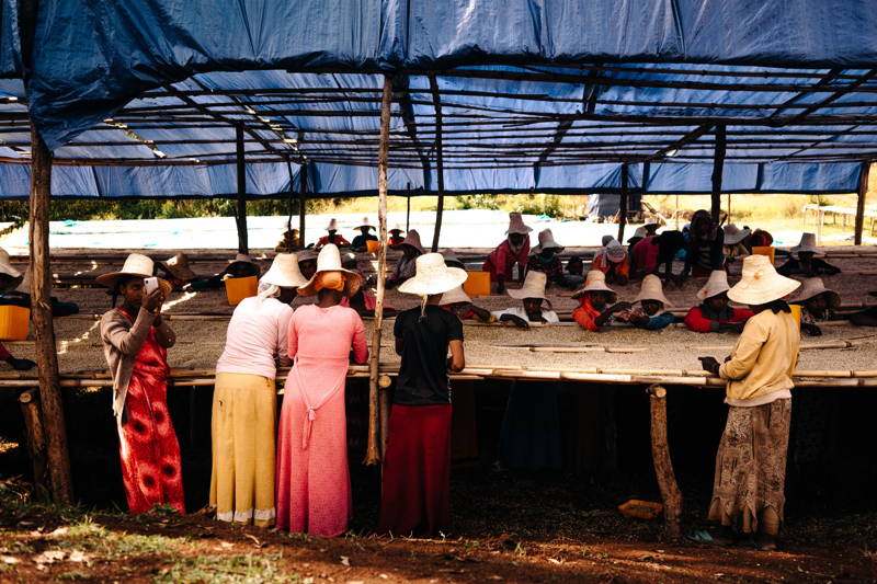 Hier wird der gewaschene Kaffee weiterverarbeitet