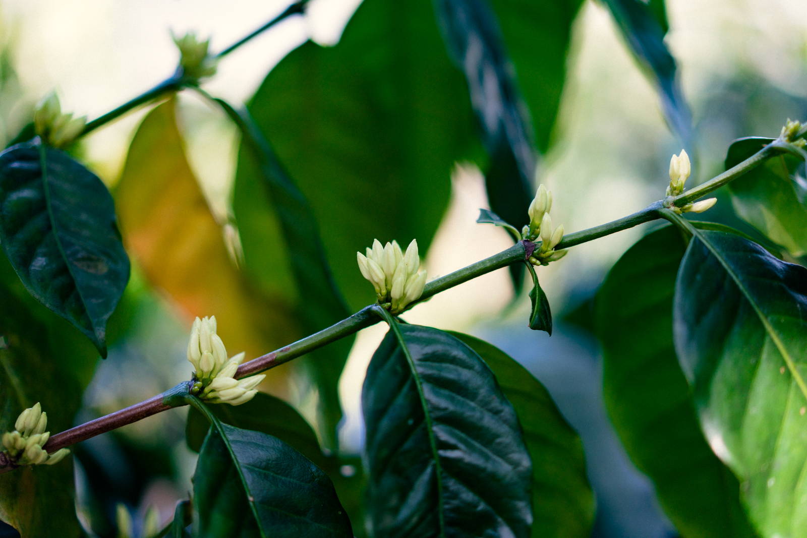 Guatemala Origin