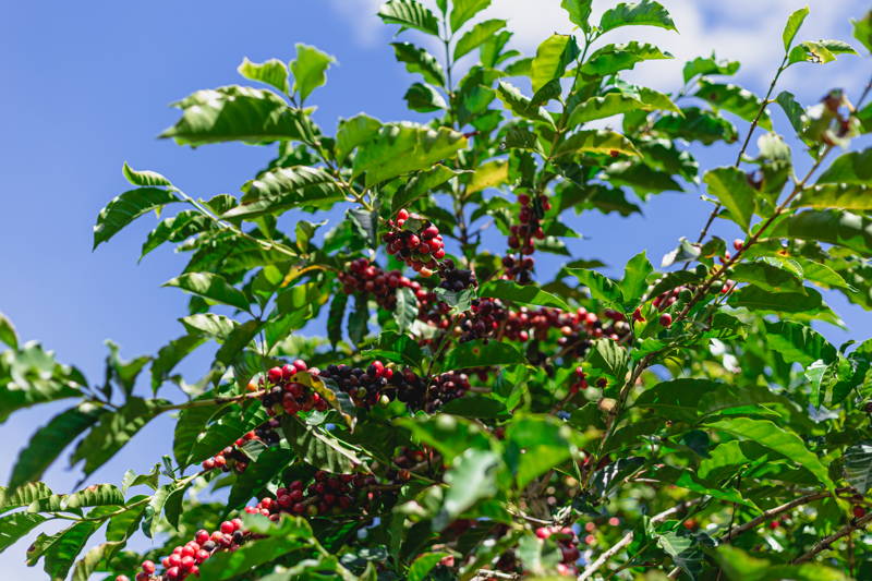 Santuario Sul Kaffeekirschen in Brasilien