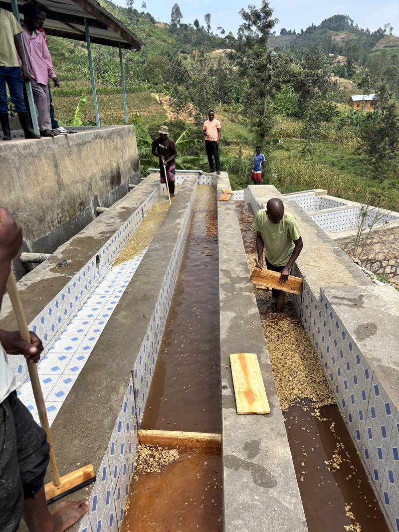 Kaffeeproduzent:innen aus Ruanda bei der Kaffeeverarbeitung 2026