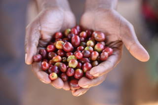 Kaffeekirschen von Hand geerntet Gereift bis sie rot sind