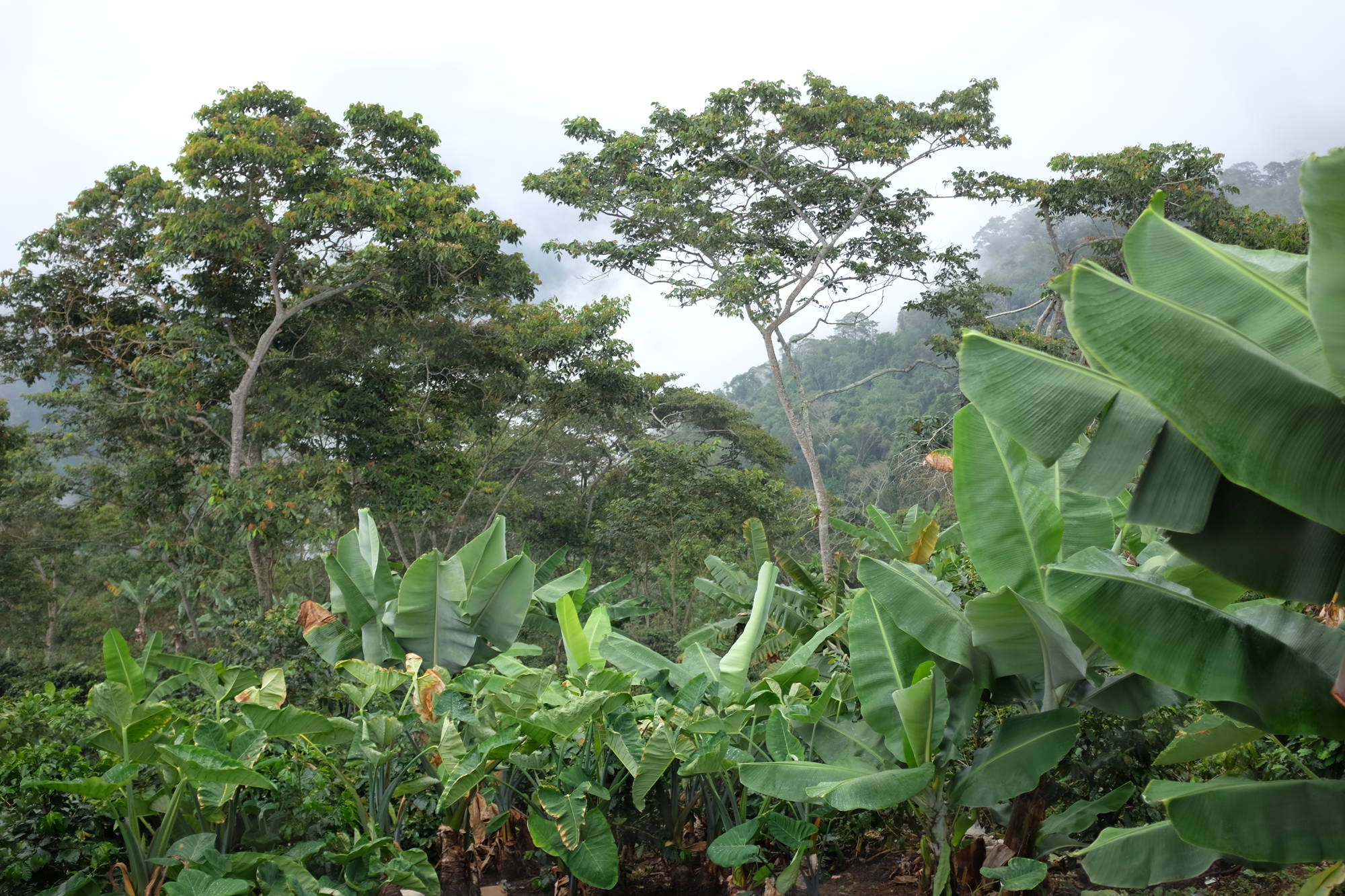 Climate Change Is Coffee Under Threat? Coffee Circle