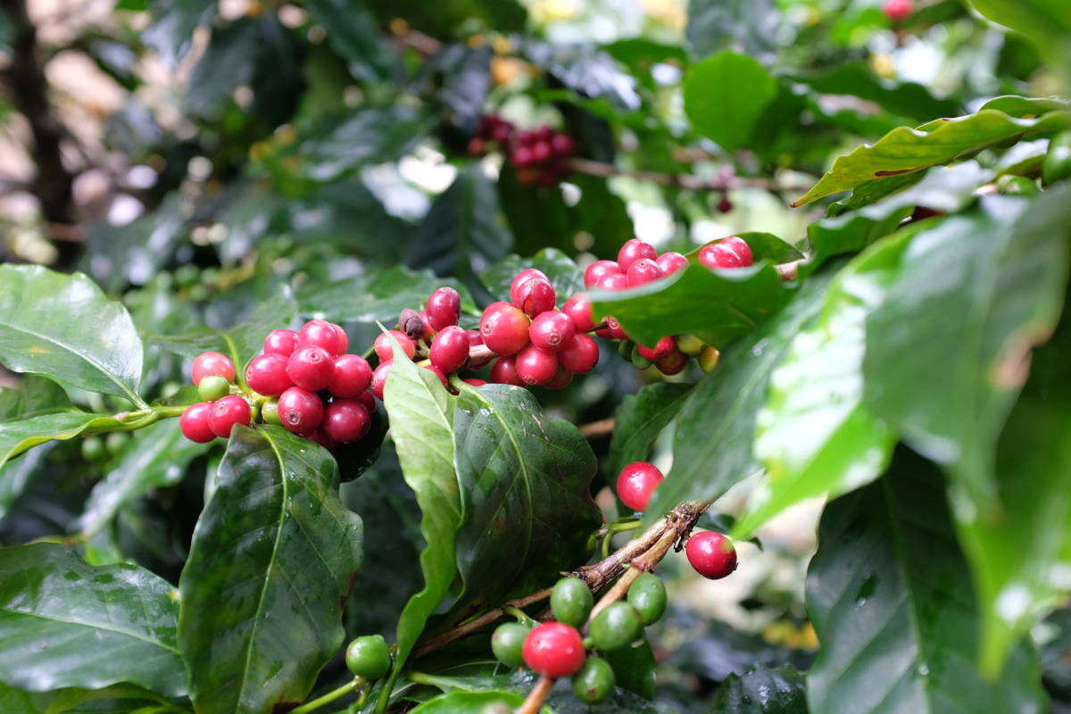 Kaffeekirschen in Kolumbien