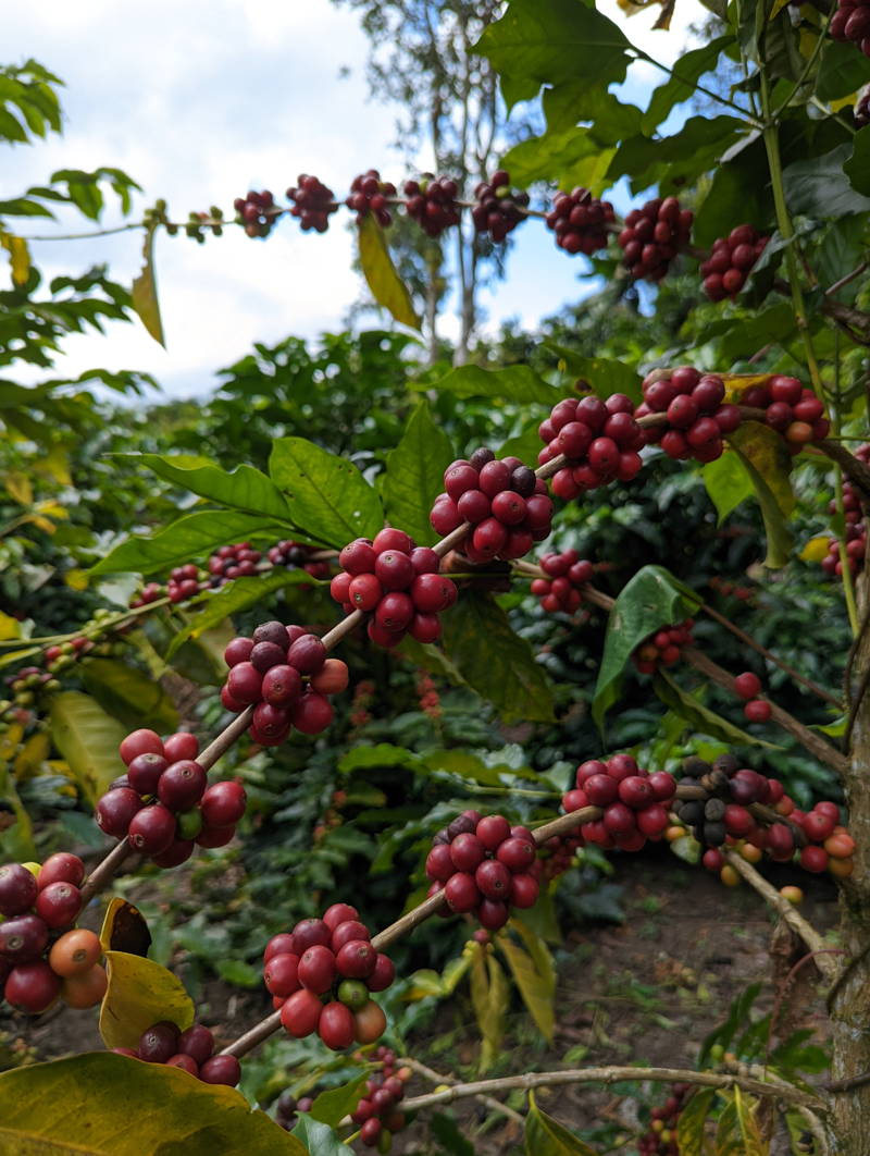 Red coffee cherries from the San José community in Bolivia