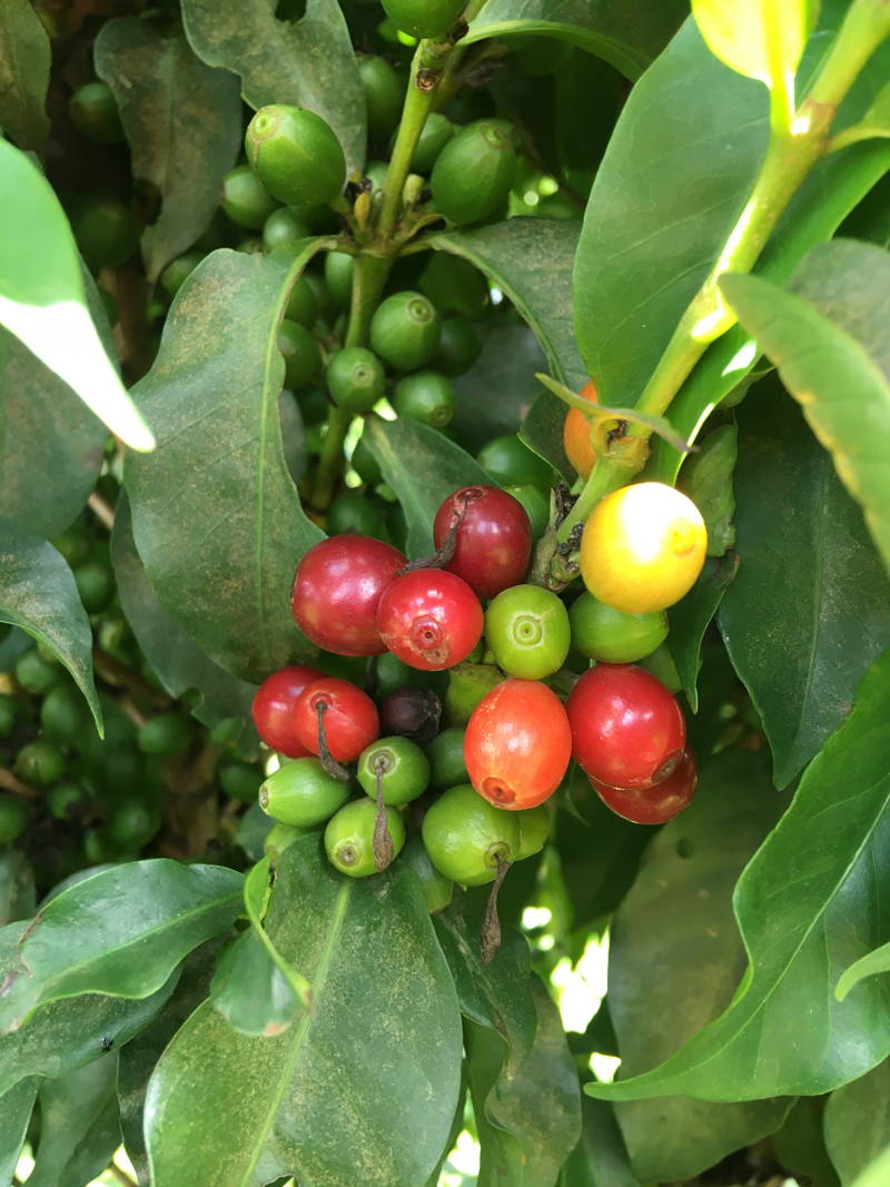 kaffee-als-zimmerpflanze