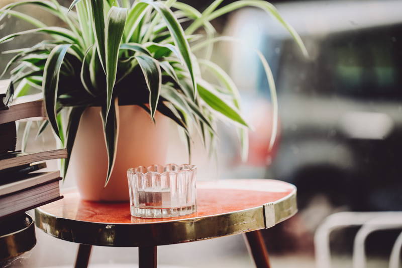 Pflanze und Teelicht im Hom Café